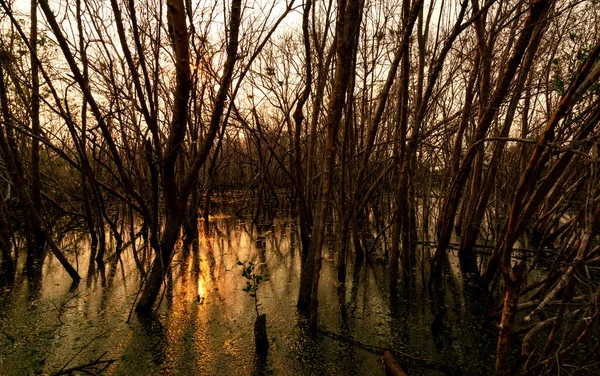 日光のある葉の木 劣化したマングローブ林で枯死木 気候変動 沈降からの環境危機 マングローブ林の劣化と破壊 沿岸危機 — ストック写真