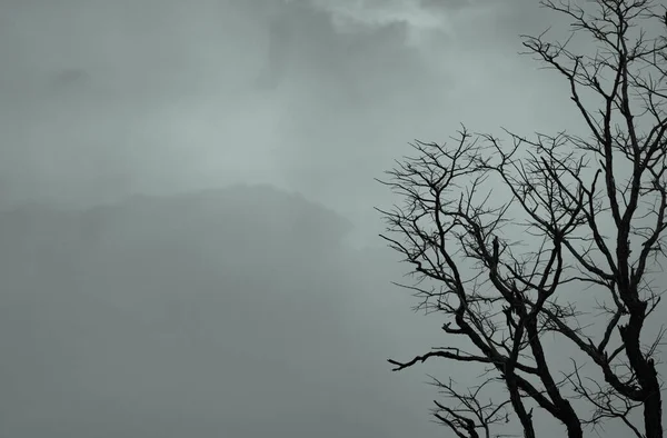 Silhouette Toter Baum Auf Dunklem Himmel Und Weißen Wolken Hintergrund — Stockfoto