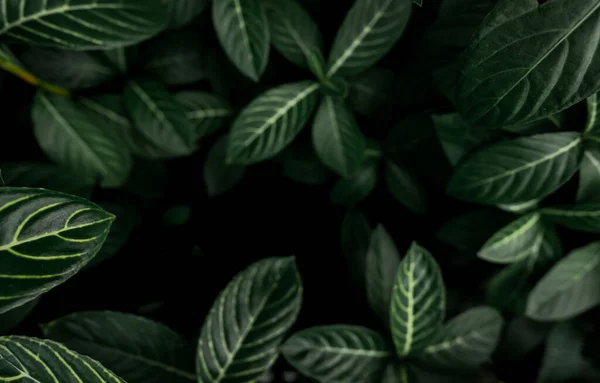 Zöld Levelek Textúra Háttér Sötétzöld Levelek Dzsungelben Természet Elvont Háttér — Stock Fotó