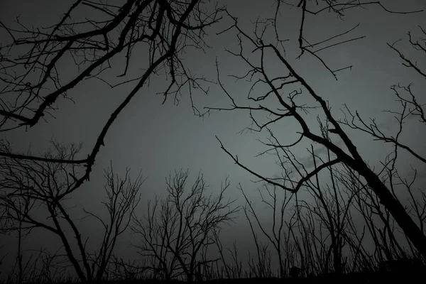 Silueta Árbol Muerto Cielo Oscuro Dramático Nubes Blancas Fondo Para — Foto de Stock