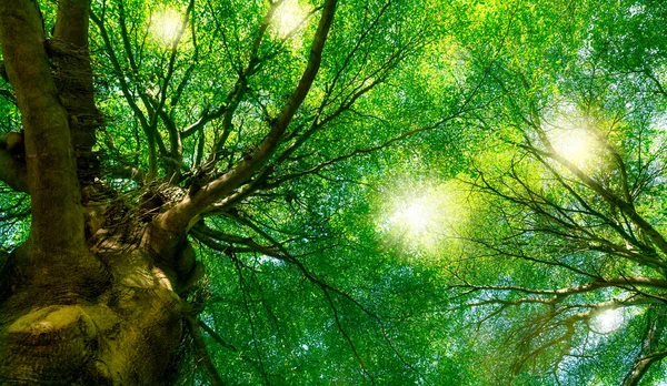 Vue Bas Arbre Vert Dans Forêt Avec Lumière Soleil Environnement — Photo