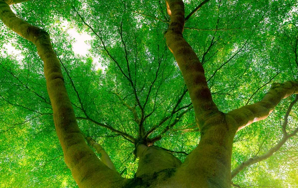 Vue Bas Tronc Arbre Vers Les Feuilles Vertes Grand Arbre — Photo