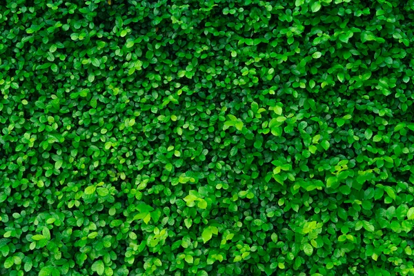 Nahaufnahme Immergrüne Heckenpflanzen Kleine Grüne Blätter Heckenwand Textur Hintergrund Eco — Stockfoto