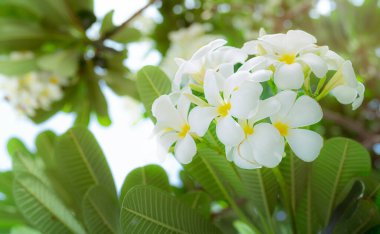 Yazın yeşil yapraklı Frangipani çiçeği veya Plumeria alba. Merkezinde sarı renkte çiçek olan yumuşak beyaz taç yaprakları. Sağlık ve kaplıca geçmişi. Tropikal bahçede rahatlayın. Tapınak ağacı. 