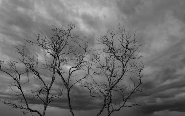 Silhouet Dode Boom Donkere Dramatische Hemel Witte Wolken Achtergrond Voor — Stockfoto