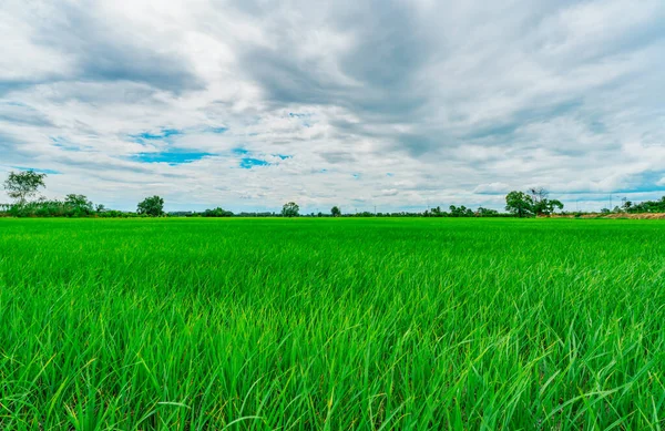 Paysage Rizière Verte Ferme Rizicole Milieu Rural Une Rizière Verte — Photo