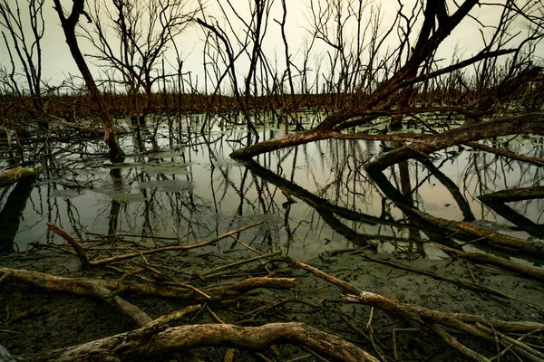 Dead Tree Flooded Forest Environmental Crisis Climate Change Dark Background — Stock Photo, Image