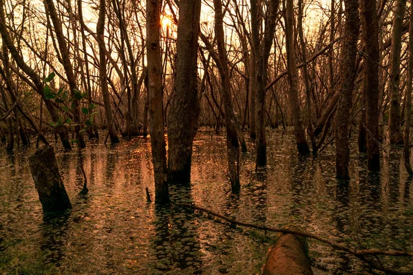 洪水の森と気候変動による枯れ木の問題 環境問題を背景に 地球を環境危機から救うというコンセプト 日没の空と洪水地域の枯れ木 劣化した森林 — ストック写真