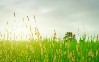 Yağmur mevsiminde bulutlu gökyüzü olan bulanık altın çim çiçeği. Çimen çiçekli yeşil pirinç tarlası. Pirinç tarlası. Yeşil çeltik tarlası. Asya 'da organik pirinç çiftliği. Açık havada temiz hava. Doğa iyileştirme.