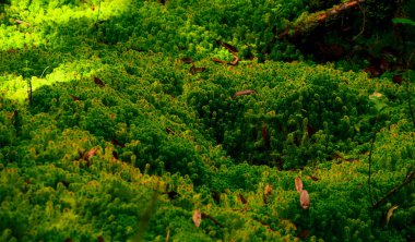 Bataklık ormanında günışığı Sphagnum yosunu. Doğa manzarası. Yeşil turba yosunu. Karbon tecrit. Yosun koruma. Yosun ekolojisi. Peatland karbon deposu. Sphagnum habitatları. Ormanın rezervuarı..