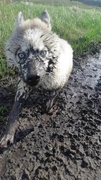 Kirli yüzlü bir Husky köpeği operatöre bakar.