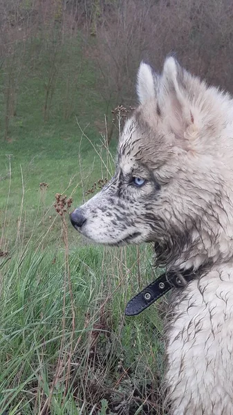 Kirli yüzlü bir Husky köpeği uzaklara bakar.