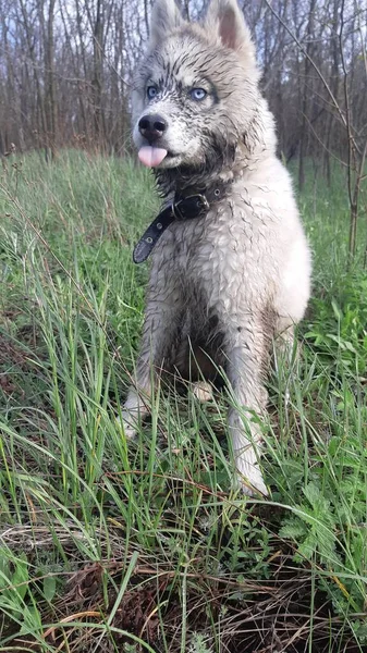     İri köpek dilini gösteriyor.
