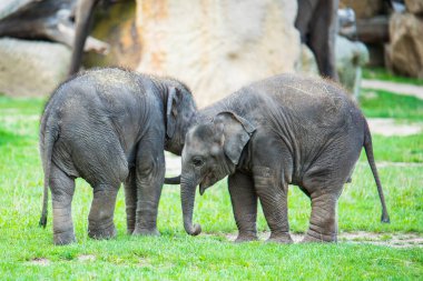 Hayvanat bahçesindeki fil yavruları