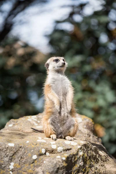 Meerkat Στο Ζωολογικό Κήπο Φωτογραφία Αρχείου