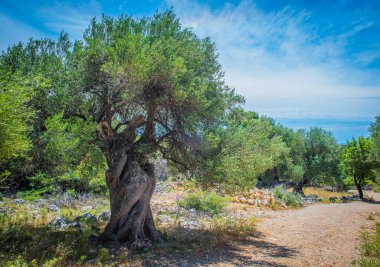 Zeytin ağaçları bahçesi, Akdeniz zeytinliği. Hırvatistan zeytinliği, Lun, Pag Adası - Görüntü