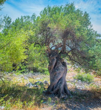Zeytin ağaçları bahçesi, Akdeniz zeytinliği. Hırvatistan zeytinliği, Lun, Pag Adası - Görüntü