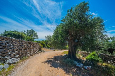 Zeytin ağaçları bahçesi, Akdeniz zeytinliği. Hırvatistan zeytinliği, Lun, Pag Adası - Görüntü