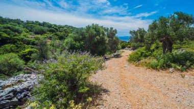Zeytin ağaçları bahçesi, Akdeniz zeytinliği. Hırvatistan zeytinliği, Lun, Pag Adası - Görüntü