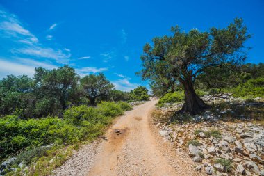 Zeytin ağaçları bahçesi, Akdeniz zeytinliği. Hırvatistan zeytinliği, Lun, Pag Adası - Görüntü