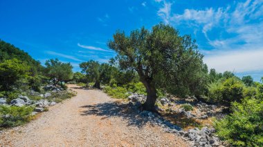 Zeytin ağaçları bahçesi, Akdeniz zeytinliği. Hırvatistan zeytinliği, Lun, Pag Adası - Görüntü