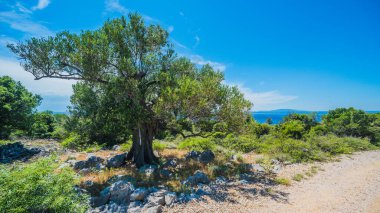 Zeytin ağaçları bahçesi, Akdeniz zeytinliği. Hırvatistan zeytinliği, Lun, Pag Adası - Görüntü