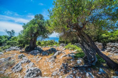 Zeytin ağaçları bahçesi, Akdeniz zeytinliği. Hırvatistan zeytinliği, Lun, Pag Adası - Görüntü