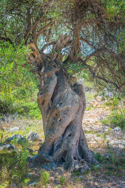 橄榄园 地中海老橄榄园 克罗地亚橄榄树林 帕格岛 — 图库照片