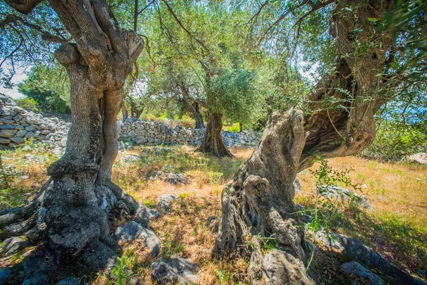 橄榄园 地中海老橄榄园 克罗地亚橄榄树林 帕格岛 — 图库照片