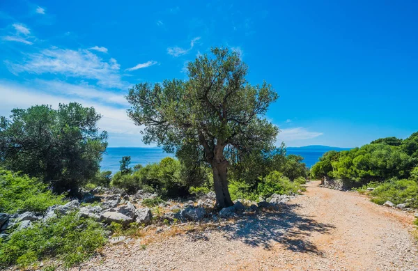 オリーブの木の庭 地中海の古いオリーブ畑 クロアチアオリーブの森 島のページ — ストック写真