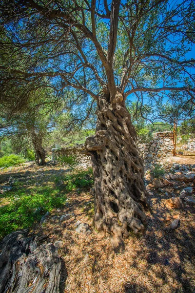 올리브 지중해의 올리브 Croatia Olive Grove Lun Island Pag Image 스톡 이미지