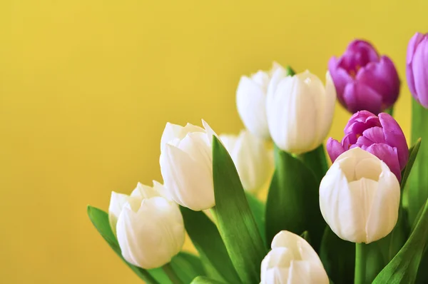 White and violet tulips on the table — Stock Photo, Image