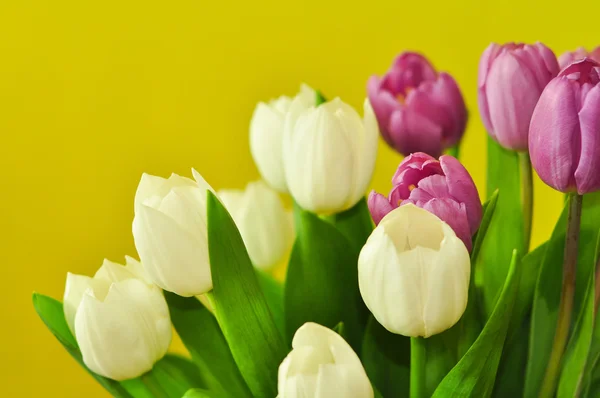 Witte en violet tulpen op tafel — Stockfoto