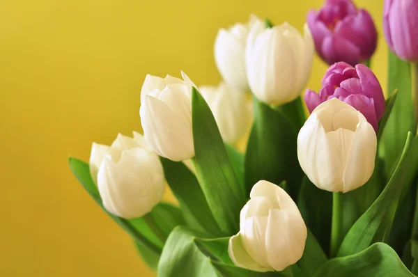 Witte en violet tulpen op tafel — Stockfoto