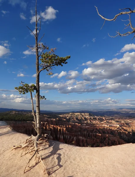 Bryce canyon nationalpark — Stockfoto