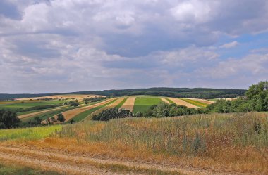 Ekinleri ve mavi gökyüzü manzaralı yeşil tarla