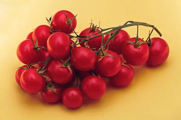 Świeże Organiczne Pomidory Wiśniowe Winorośli Żółtym Tle — Zdjęcie stockowe