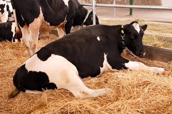 Vacas Domesticadas Feno Dentro Fazenda Indústria Agrícola — Fotografia de Stock