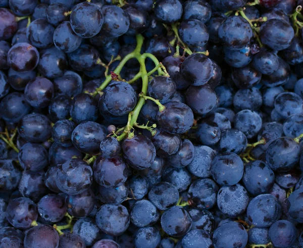 Uvas — Fotografia de Stock