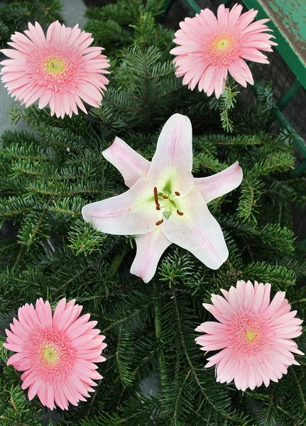 Flores cor de rosa — Fotografia de Stock