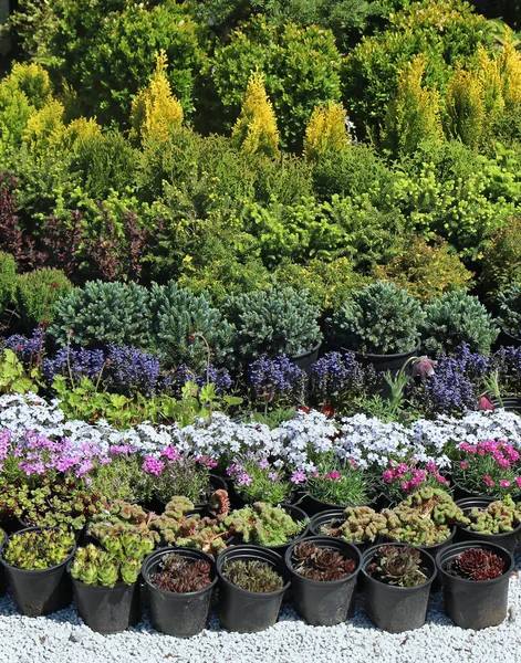 Flores de jardín — Foto de Stock