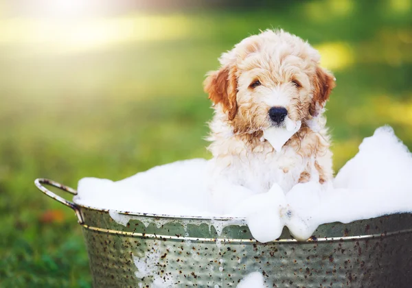 Çok sevimli şirin Golden Retriever yavru — Stok fotoğraf