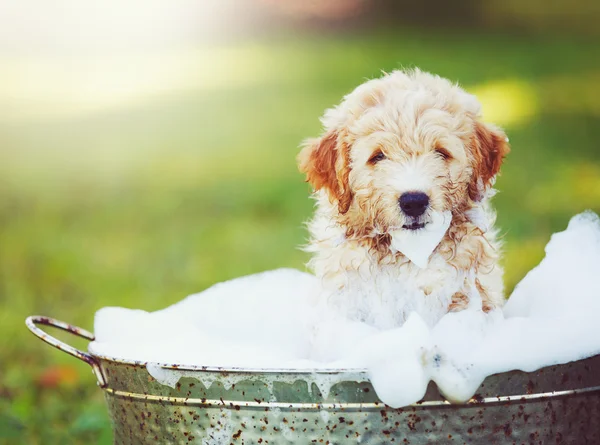 Çok sevimli şirin Golden Retriever yavru — Stok fotoğraf