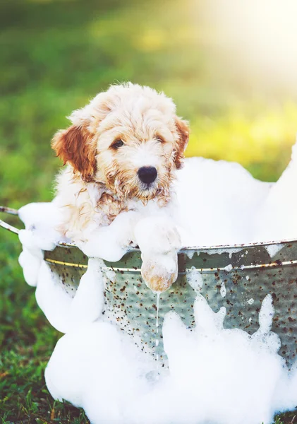 Çok sevimli şirin Golden Retriever yavru — Stok fotoğraf