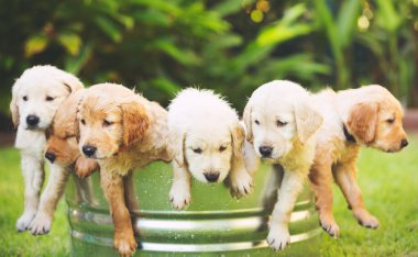 Golden Retriever Yavrusu 