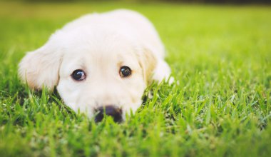 Golden Retriever Yavrusu 