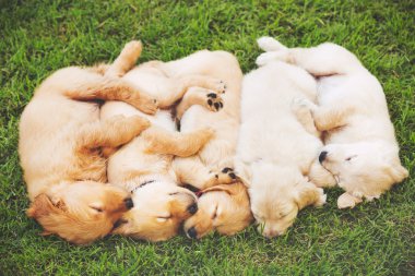 Golden retriever yavru
