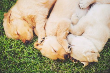 Golden retriever yavru