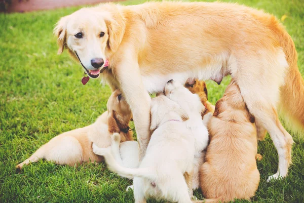 Golden retriever puppy — Stockfoto