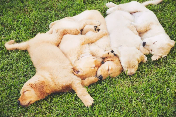 Cachorros Golden retriever —  Fotos de Stock